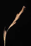 Wheat sedge